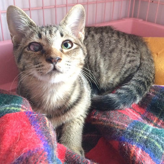 陽気な「ふたば」ちゃん♪