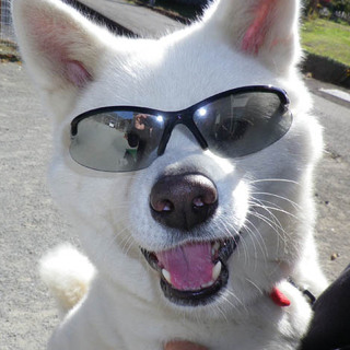 おりこうな秋田犬　タツ若丸くん　里親決定