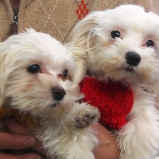 マルチーズ　こいぬ　　5ケ月と　3ケ月