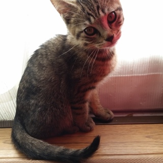 キジトラ猫の子猫です