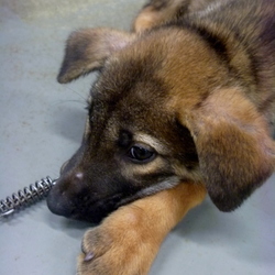 「保護犬ガンピー君」サムネイル1