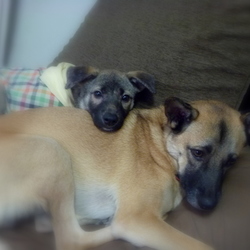 「保護犬ガンピー君」サムネイル2