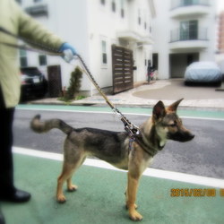 「保護犬ガンピー君」サムネイル3