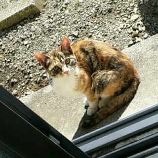 応募ありがとうございます！里親見つかりました