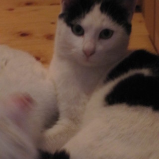 優しい性格の男の子です。去勢済・健康チェック済です