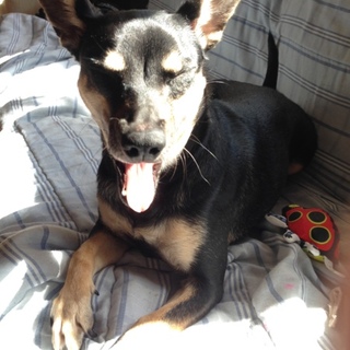 ★【里親募集】アビー★