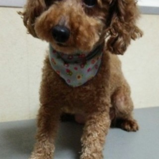 トイプードルの里親募集