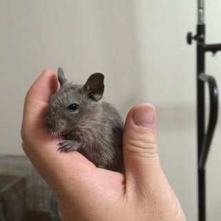 デグー里親募集