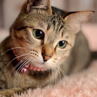 瞳の大きなキジトラ美猫