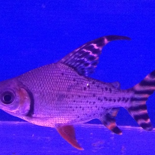 カラープロキロダス