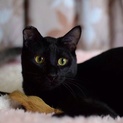 気だてのよいツヤピカ黒猫