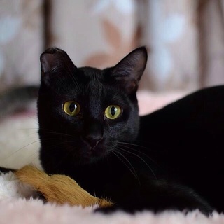 気だてのよいツヤピカ黒猫