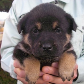 コロコロとして可愛らしい癒し系・・２ヶ月位の女の子