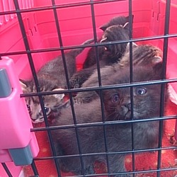 ☆子猫始まりました☆