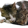 地域猫をサポートする会(保護活動者)