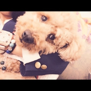 トイプードル ４歳男の子