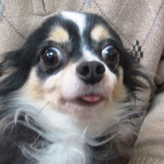 チワワの成犬　レスキューしてきた子です