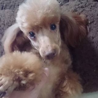 トイプードル　７歳1ヶ月　レッド