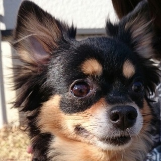 まるでタレント犬容姿端麗・性格も花丸チワワ・サリー