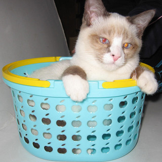 シャム猫風　活発で懐っこい