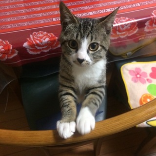 【生後約４ヶ月の子猫】　ビビちゃん