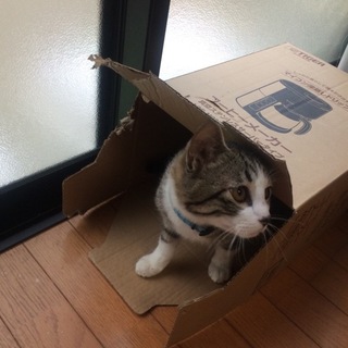 「アオちゃん」♂　ビビリまくり！