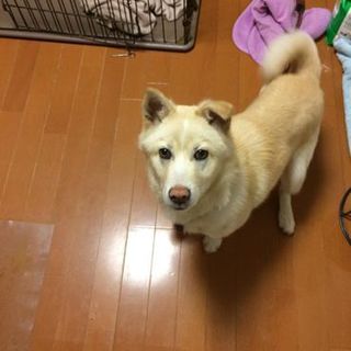 新しいお家が決定しました!!　クリームちゃん♂