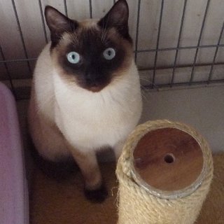 仲良し２匹兄弟生後１０ヶ月