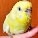 もうすぐ1歳になるセキセイインコの女の子