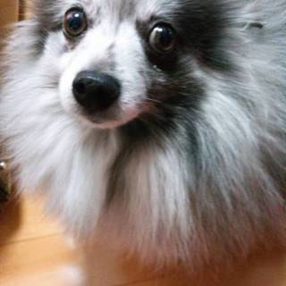 甘えん坊ベルちゃん