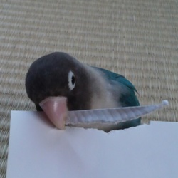 「ぶりたんの特技」サムネイル2