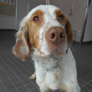 甘えん坊のＥ・セター　ＳＵＮです。