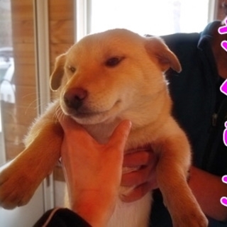 やんちゃ盛りな５匹が待ってます！