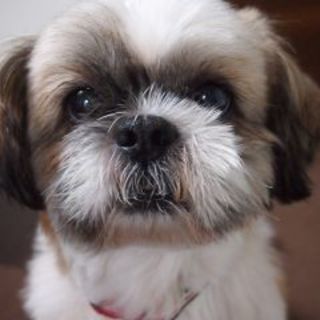 仮名：ロビー　のんびり屋さん