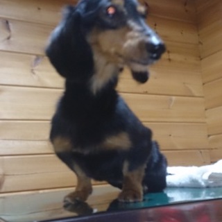 とっても素敵な里親さまが現れました！