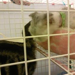 「ペロとキティ」サムネイル2