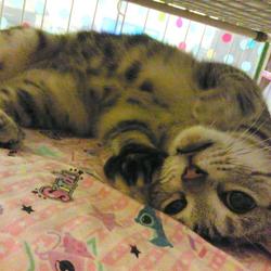 「ペロとキティ」サムネイル3