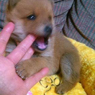 柴犬系の子犬、家族にしてください。