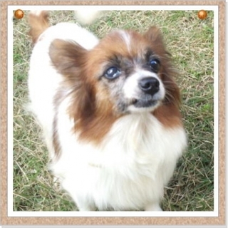 穏やかでなごやかでやさしいパピヨン♀