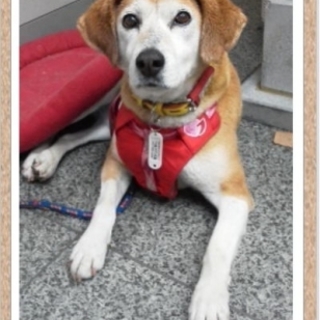 穏やかでマイペースなMix♀