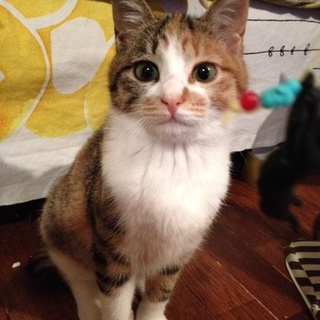 家猫修行中のツンデレ子猫、ミケピー。