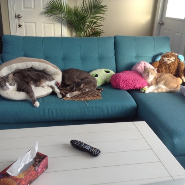 たえこもりんのカバー写真