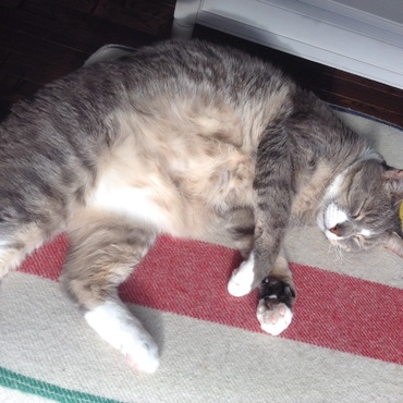 りんごの日光浴