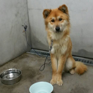 幸せget！第２の犬生！幸せにね♡