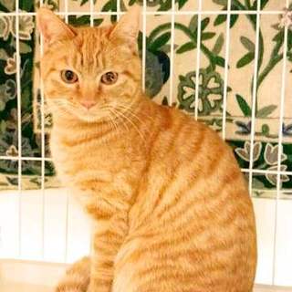 美しいトラ模様！おっとり癒し系の茶太郎ちゃん