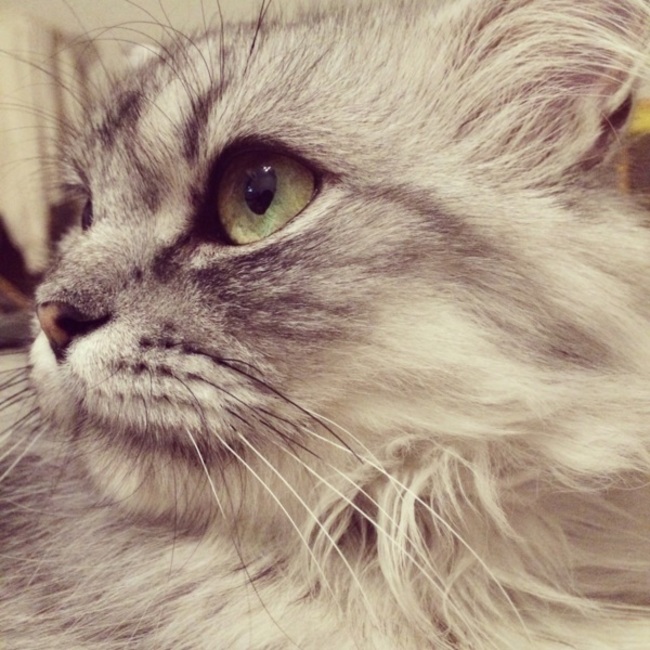 きなこ1988のカバー写真