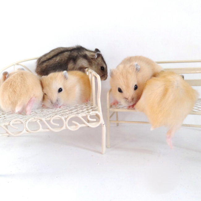 みつき@プディング大好きのカバー写真