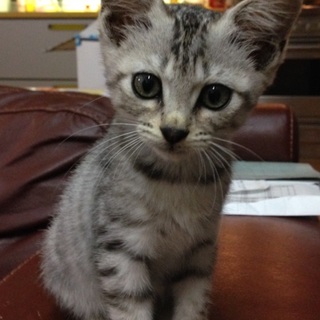 やんちゃでカワイイ子猫