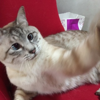 おっとりゆったりの癒し猫