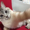 おっとりゆったりの癒し猫 サムネイル2